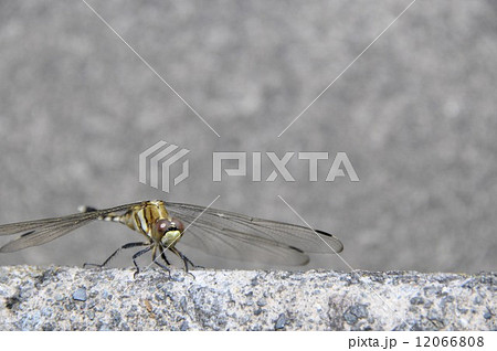 シオカラトンボ 12066808