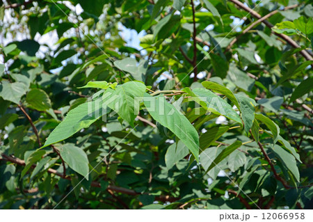 樹木・コウゾ　コウゾ科 12066958