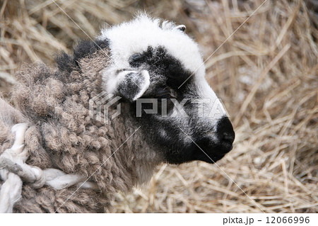 Sheep 12066996