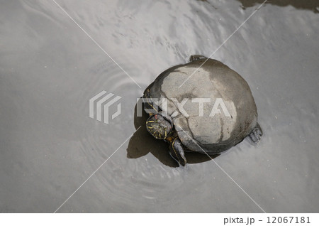 ミドリ亀 ミドリ亀 12067181