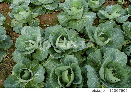 Row of cabbage Row of cabbage 12067605