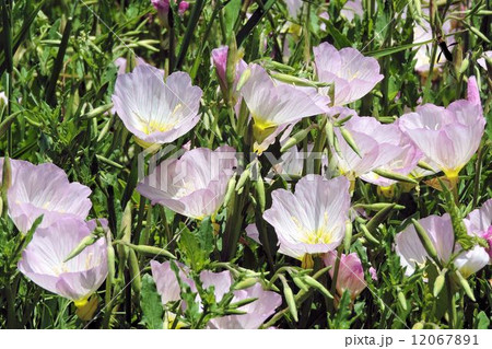 ヒルザキツキミソウ/八王子 ヒルザキツキミソウ/八王子 12067891