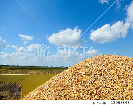 豊作１～グレインコンテナ満杯に収穫された新米～ 12068343