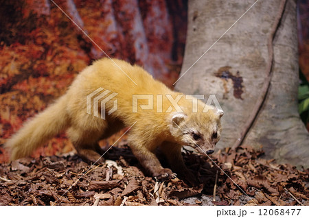 ホンドテン ホンドテン 12068477