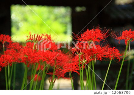 薬師池公園の曼珠沙華 薬師池公園の曼珠沙華 12068706