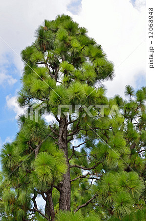 樹木・ダイオウショウ　マツ科 12068948