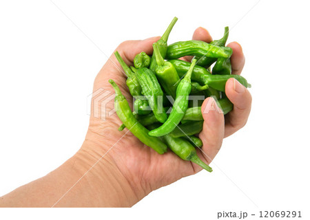 ししとう 12069291