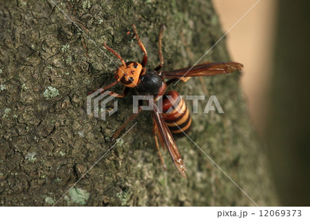 生き物 昆虫 ヒメスズメバチ、きれいでおとなしいスズメバチ、刺すことはめったにありません 生き物 昆虫 ヒメスズメバチ、きれいでおとなしいスズメバチ、刺すことはめったにありません 12069373