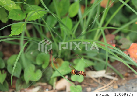 生き物 昆虫 コガタスズメバチ、軒先や庭木に巣を作るので人間との接触が多いスズメバチです。 生き物 昆虫 コガタスズメバチ、軒先や庭木に巣を作るので人間との接触が多いスズメバチです。 12069375