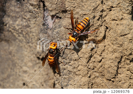 生き物 昆虫 オオスズメバチ、嫌われ者ですが野生化したセイヨウミツバチや害虫の増加を抑えるなど生態系の維持に無くてはならない存在です 生き物 昆虫 オオスズメバチ、嫌われ者ですが野生化したセイヨウミツバチや害虫の増加を抑えるなど生態系の維持に無くてはならない存在です 12069376