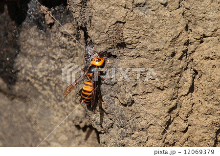 生き物 昆虫 オオスズメバチ、最大、最強で最も危険なハチです。出会ったときは手で払ったりせず体勢を低くして静かにその場を離れてください 生き物 昆虫 オオスズメバチ、最大、最強で最も危険なハチです。出会ったときは手で払ったりせず体勢を低くして静かにその場を離れてください 12069379