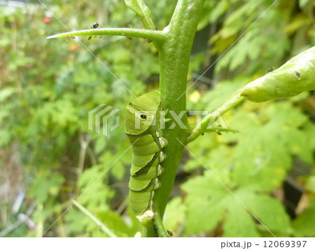 あおむし あおむし 12069397