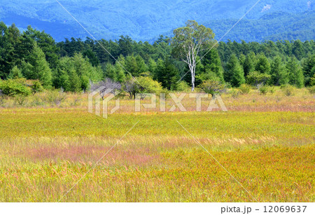 初秋の小田代が原 初秋の小田代が原 12069637