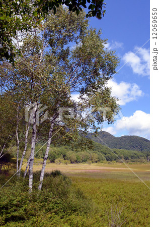初秋の小田代が原 初秋の小田代が原 12069650