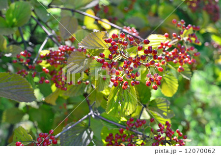 樹木・ガマズミ　スイカズラ科 12070062