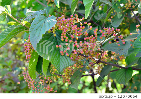 樹木・ガマズミ スイカズラ科 樹木・ガマズミ スイカズラ科 12070064