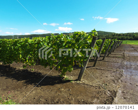 ヤマブドウ畑 ヤマブドウ畑 12070141