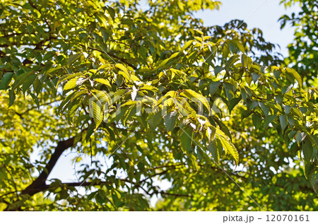 樹木・イヌシデ　カバノキ科 12070161