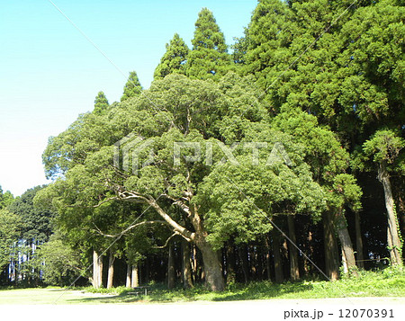 昭和の森のクスノキの木の大木 昭和の森のクスノキの木の大木 12070391