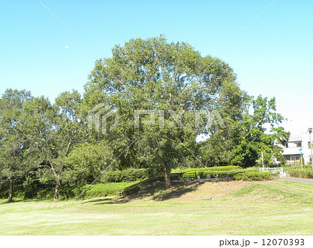 昭和の森のアキニレの木の大木 12070393