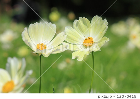 コスモス2輪 12070419