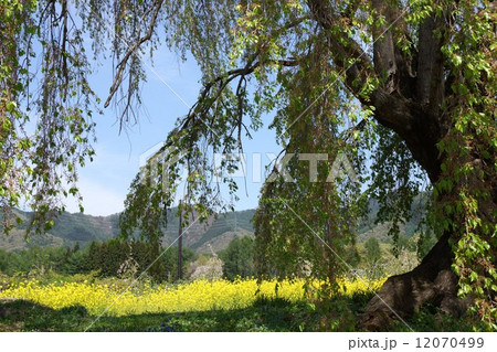 なごみの桜の古木 12070499