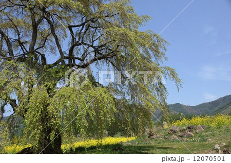 なごみの桜の古木 12070501