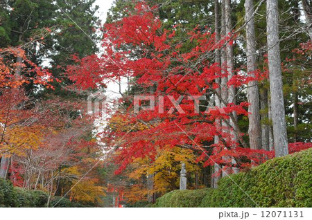 高野山 参道 高野山 参道 12071131