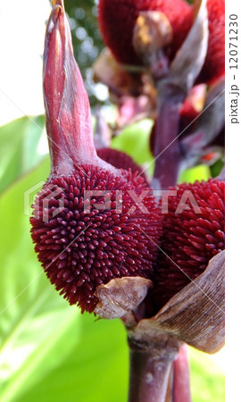 カンナシリーズ カンナシリーズ 12071230