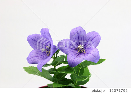 桔梗 桔梗 12071792