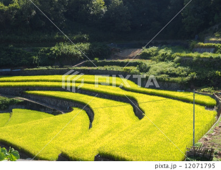 実りの棚田 12071795