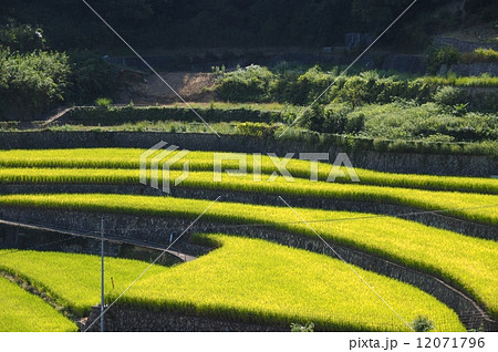 棚田の秋 棚田の秋 12071796