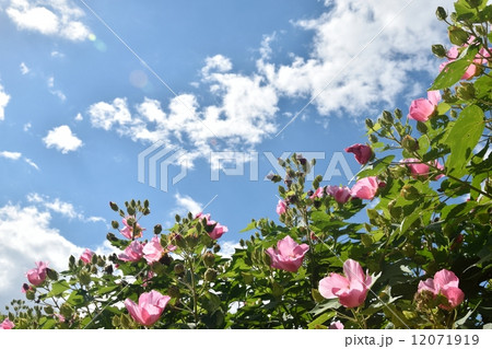 芙蓉の花と秋空のクローズアップ 12071919