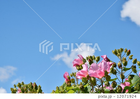 芙蓉の花と秋空のクローズアップ 芙蓉の花と秋空のクローズアップ 12071924