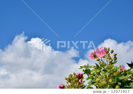 芙蓉の花と秋空のクローズアップ 芙蓉の花と秋空のクローズアップ 12071927