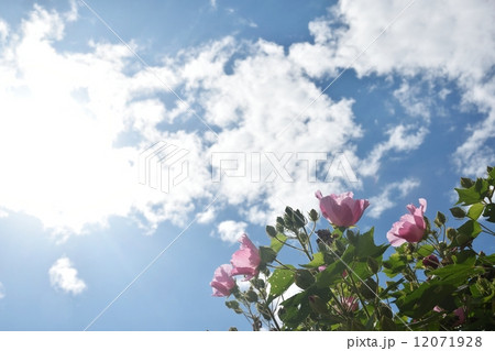 芙蓉の花と秋空のクローズアップ 芙蓉の花と秋空のクローズアップ 12071928