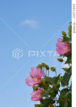 芙蓉の花と秋空のクローズアップ 芙蓉の花と秋空のクローズアップ 12071942