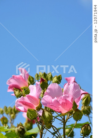 芙蓉の花と秋空のクローズアップ 芙蓉の花と秋空のクローズアップ 12071944