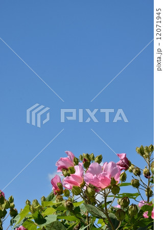 芙蓉の花と秋空のクローズアップ 芙蓉の花と秋空のクローズアップ 12071945