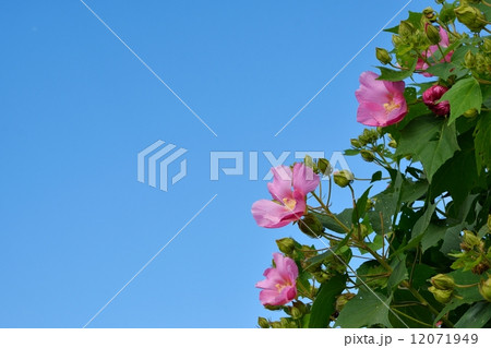 芙蓉の花と秋空のクローズアップ 12071949