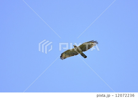 ハチクマ飛翔 12072236