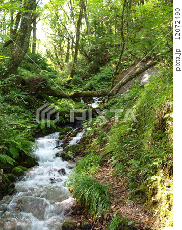 青森・白神山地 12072490