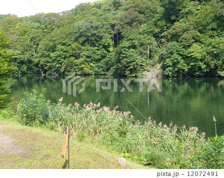 青森・白神山地・十二湖・落口の池 12072491