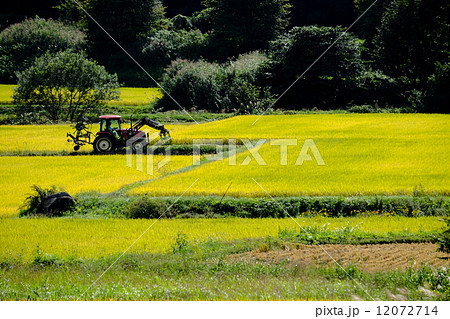 田んぼ/トラクター/収穫_01 田んぼ/トラクター/収穫_01 12072714