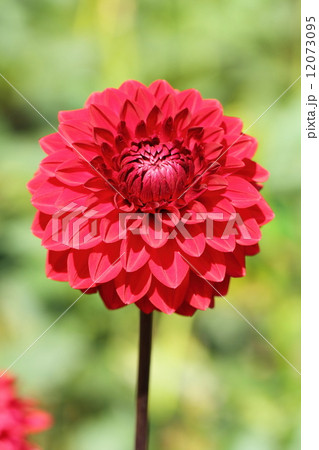 ダリア（ジャネット） 12073095