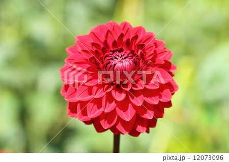 ダリア（ジャネット） 12073096