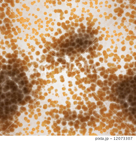 Bacteria under microscope Bacteria under microscope 12073307