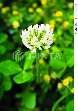 シロツメクサ 12073963