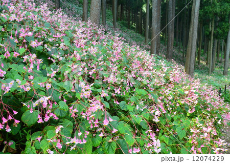 シュウカイドウ(秋海棠)の群落（埼玉県比企郡ときがわ町） 12074229
