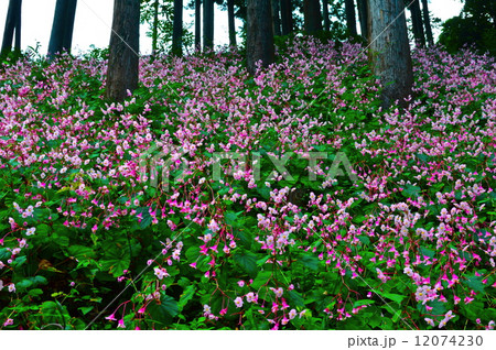 シュウカイドウ(秋海棠)の群落（埼玉県比企郡ときがわ町） 12074230